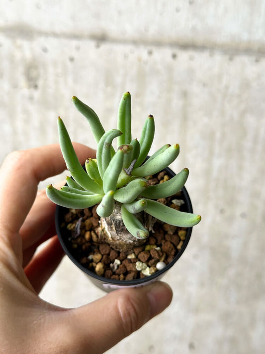 【現品限り】チレコドン・レティキュラーツス 万物想【P36】 Tylecodon reticulatus