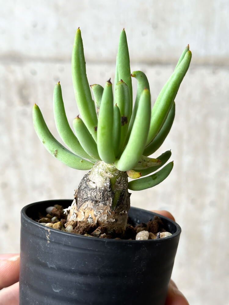 【現品限り】チレコドン・レティキュラーツス 万物想【P36】 Tylecodon reticulatus