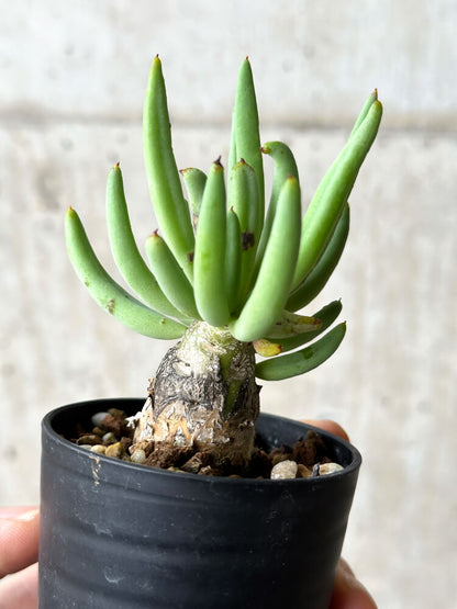 【現品限り】チレコドン・レティキュラーツス 万物想【P36】 Tylecodon reticulatus