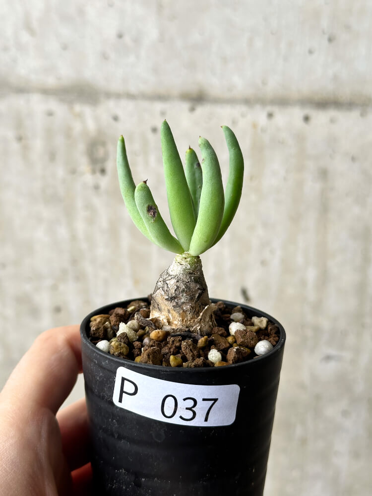 現品限り】チレコドン・レティキュラーツス 万物想【P37】 Tylecodon