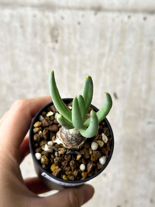 【現品限り】チレコドン・レティキュラーツス 万物想【P37】 Tylecodon reticulatus