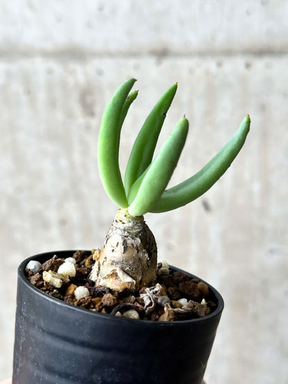 【現品限り】チレコドン・レティキュラーツス 万物想【P37】 Tylecodon reticulatus