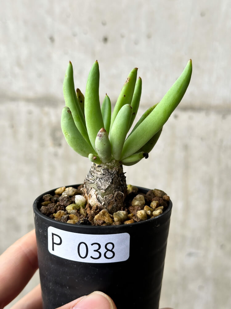 【現品限り】チレコドン・レティキュラーツス 万物想【P38】 Tylecodon reticulatus
