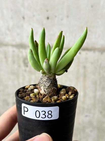 【現品限り】チレコドン・レティキュラーツス 万物想【P38】 Tylecodon reticulatus
