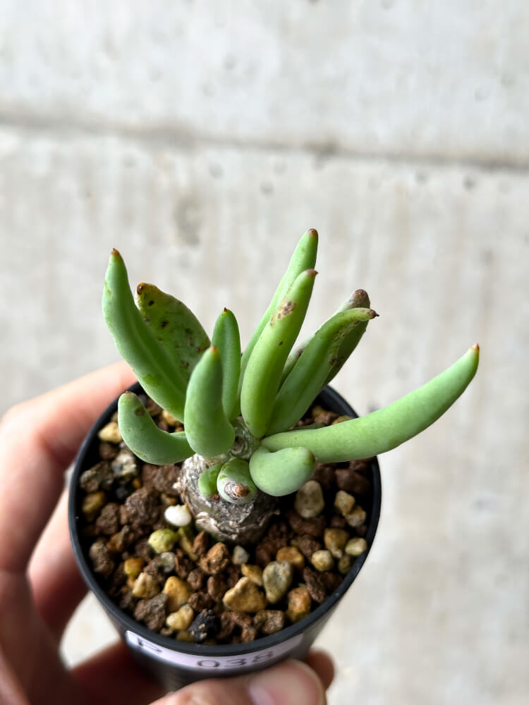 【現品限り】チレコドン・レティキュラーツス 万物想【P38】 Tylecodon reticulatus