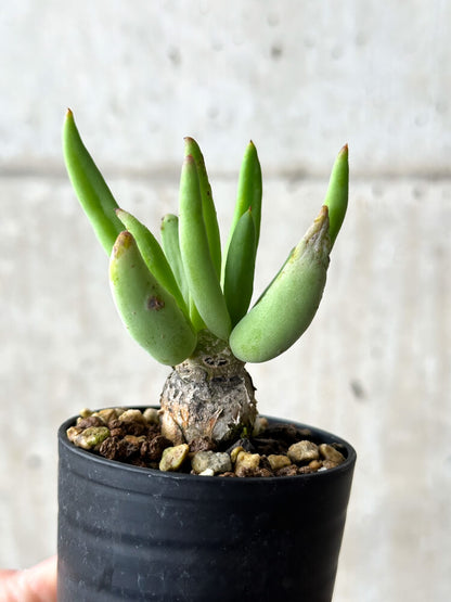 【現品限り】チレコドン・レティキュラーツス 万物想【P38】 Tylecodon reticulatus