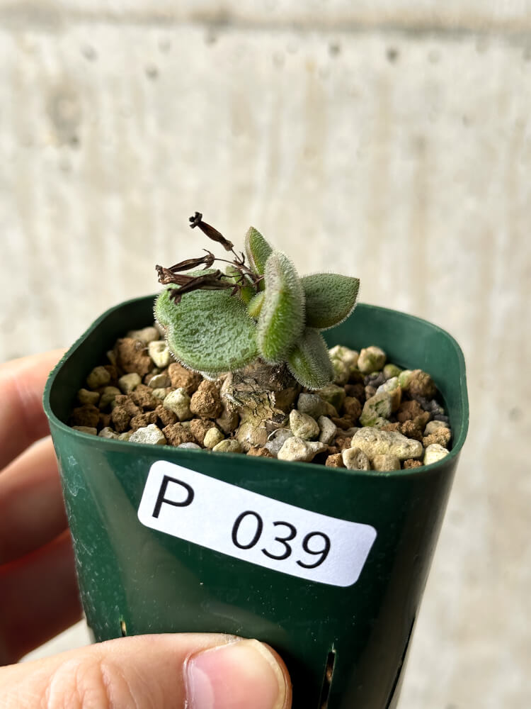 現品限り】チレコドン・ノルティ【P39】 Tylecodon nolteei 塊根植物