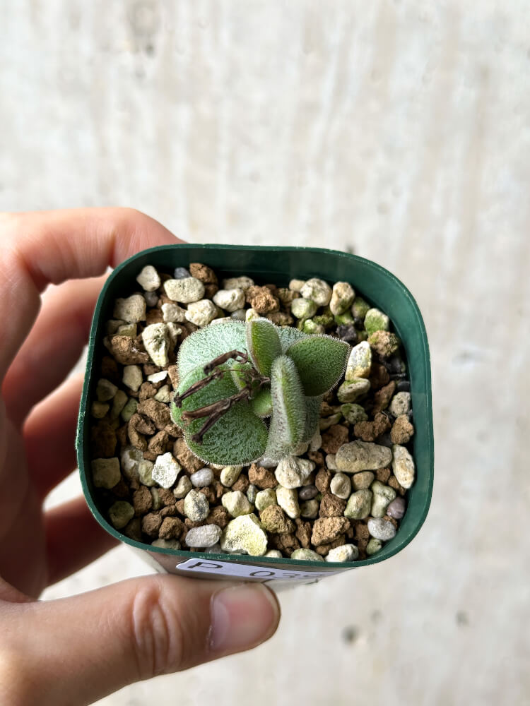 【現品限り】チレコドン・ノルティ【P39】 Tylecodon nolteei