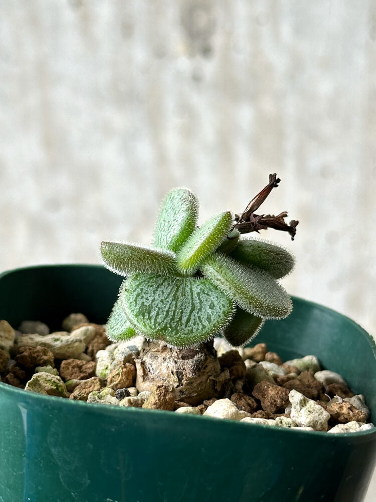 【現品限り】チレコドン・ノルティ【P39】 Tylecodon nolteei