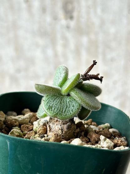 【現品限り】チレコドン・ノルティ【P39】 Tylecodon nolteei