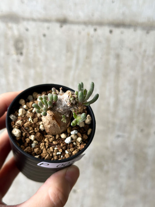 【現品限り】フィロボルス・テヌイフロルス【P3】 Phyllobolus tenuiflorus