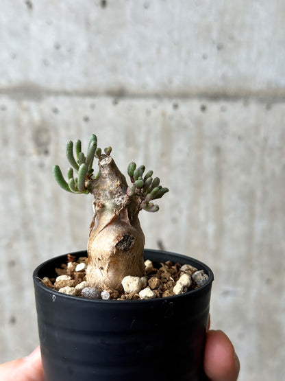 【現品限り】フィロボルス・テヌイフロルス【P3】 Phyllobolus tenuiflorus