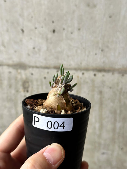 【現品限り】フィロボルス・テヌイフロルス【P4】 Phyllobolus tenuiflorus