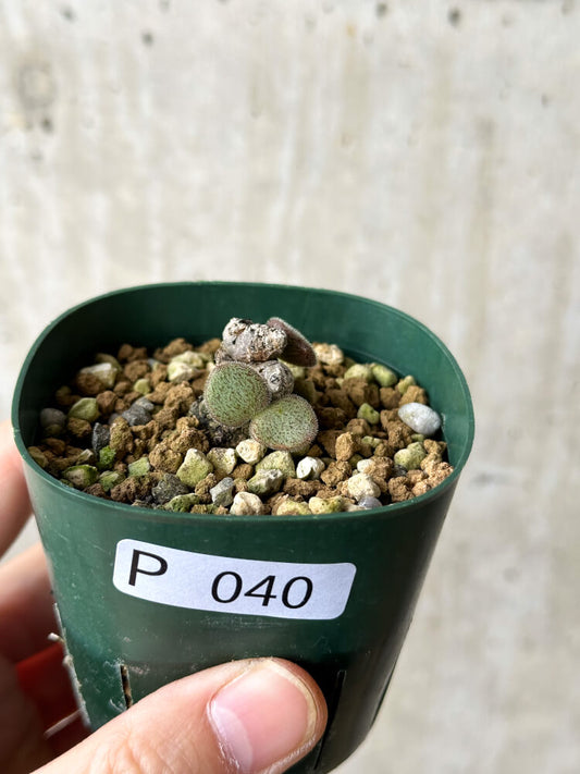 【現品限り】チレコドン・ノルティ【P40】 Tylecodon nolteei