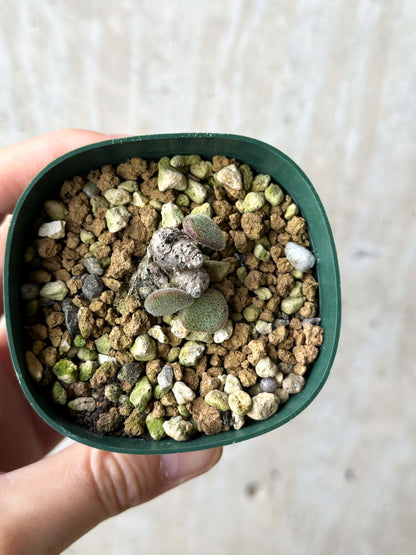 【現品限り】チレコドン・ノルティ【P40】 Tylecodon nolteei