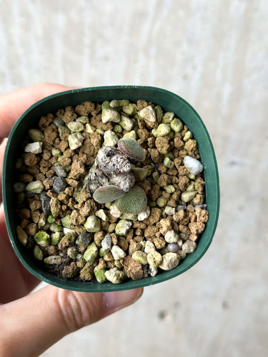 【現品限り】チレコドン・ノルティ【P40】 Tylecodon nolteei