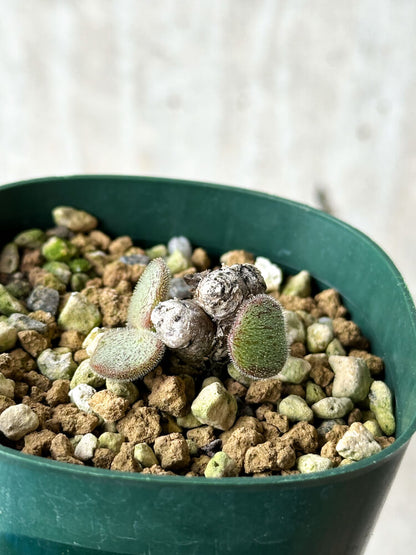 【現品限り】チレコドン・ノルティ【P40】 Tylecodon nolteei