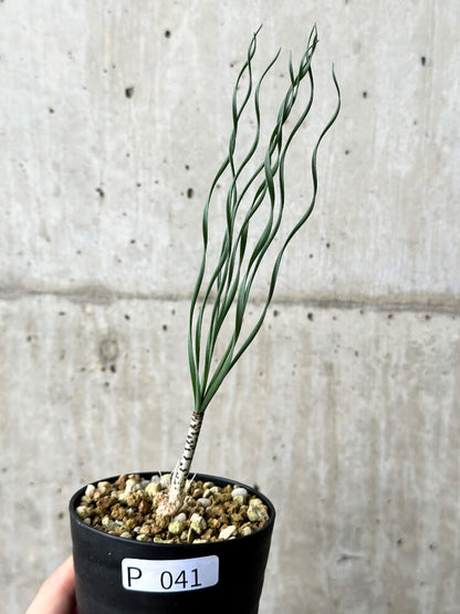 【現品限り】ゲチリス・ブリッテニアナ【P41】 Gethyllis britteniana