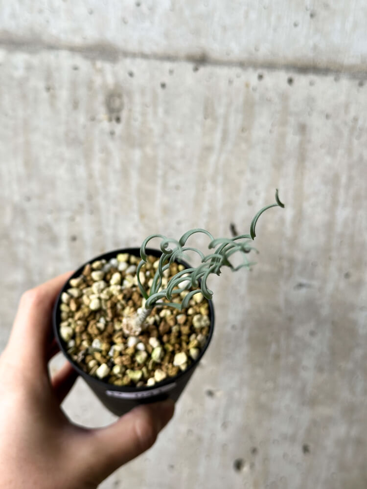 【現品限り】ゲチリス・ブリッテニアナ【P41】 Gethyllis britteniana