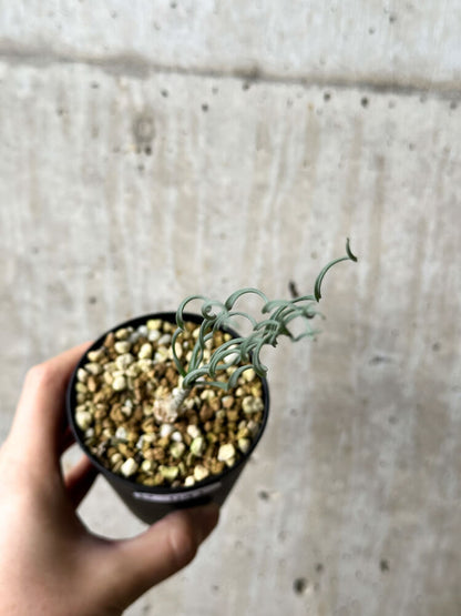 【現品限り】ゲチリス・ブリッテニアナ【P41】 Gethyllis britteniana