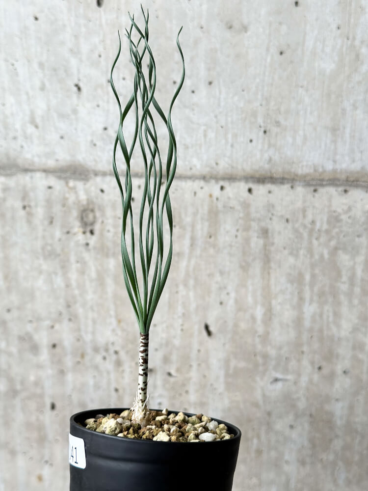 【現品限り】ゲチリス・ブリッテニアナ【P41】 Gethyllis britteniana