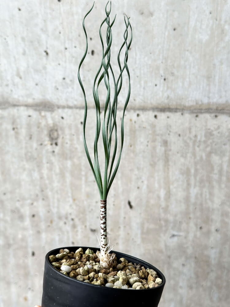 【現品限り】ゲチリス・ブリッテニアナ【P41】 Gethyllis britteniana