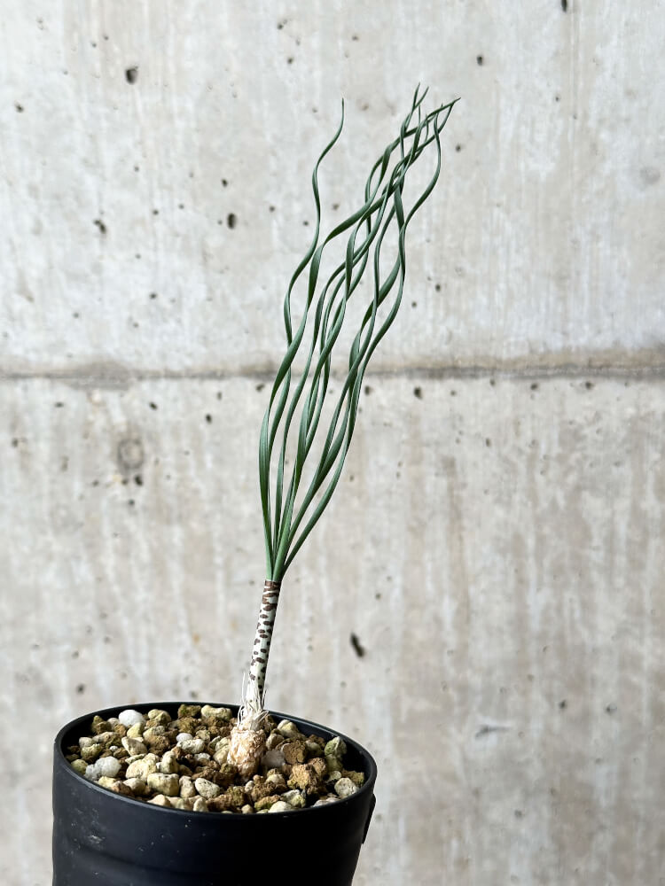 【現品限り】ゲチリス・ブリッテニアナ【P41】 Gethyllis britteniana