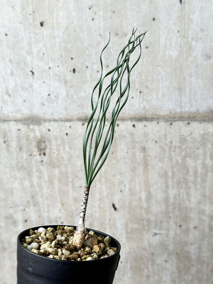 【現品限り】ゲチリス・ブリッテニアナ【P41】 Gethyllis britteniana