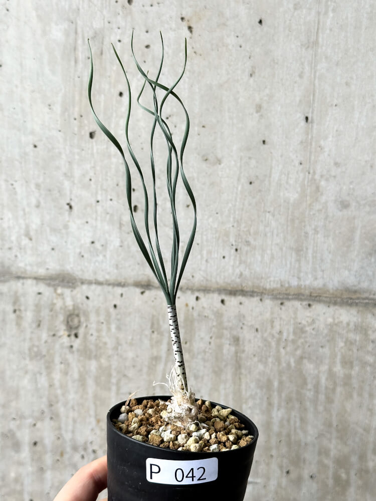 【現品限り】ゲチリス・ブリッテニアナ【P42】 Gethyllis britteniana