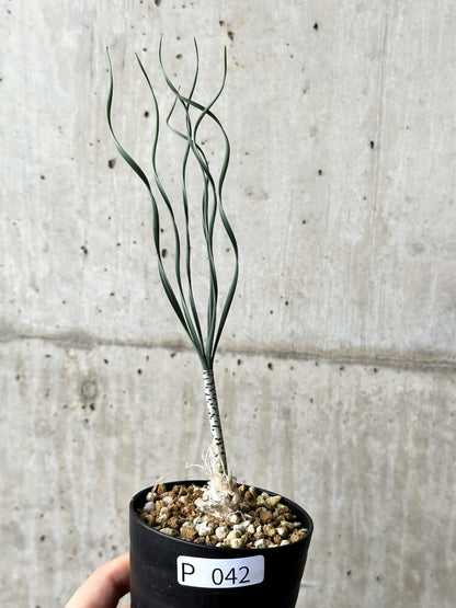 【現品限り】ゲチリス・ブリッテニアナ【P42】 Gethyllis britteniana