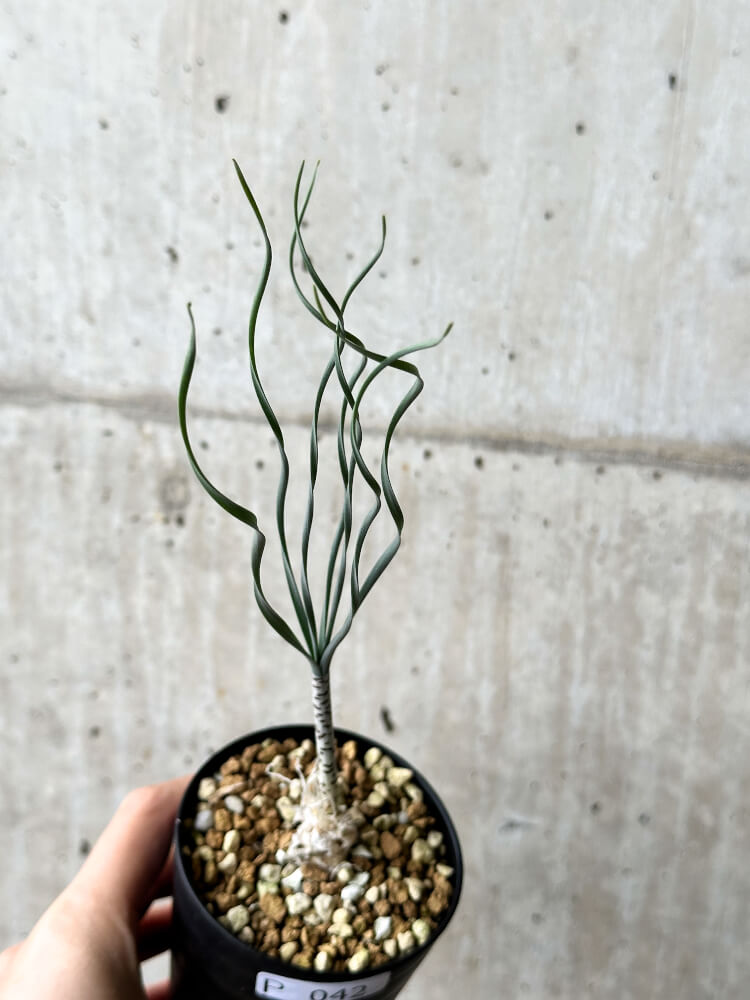 【現品限り】ゲチリス・ブリッテニアナ【P42】 Gethyllis britteniana