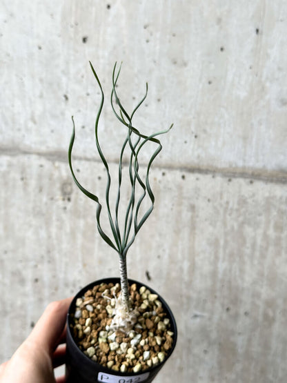 【現品限り】ゲチリス・ブリッテニアナ【P42】 Gethyllis britteniana