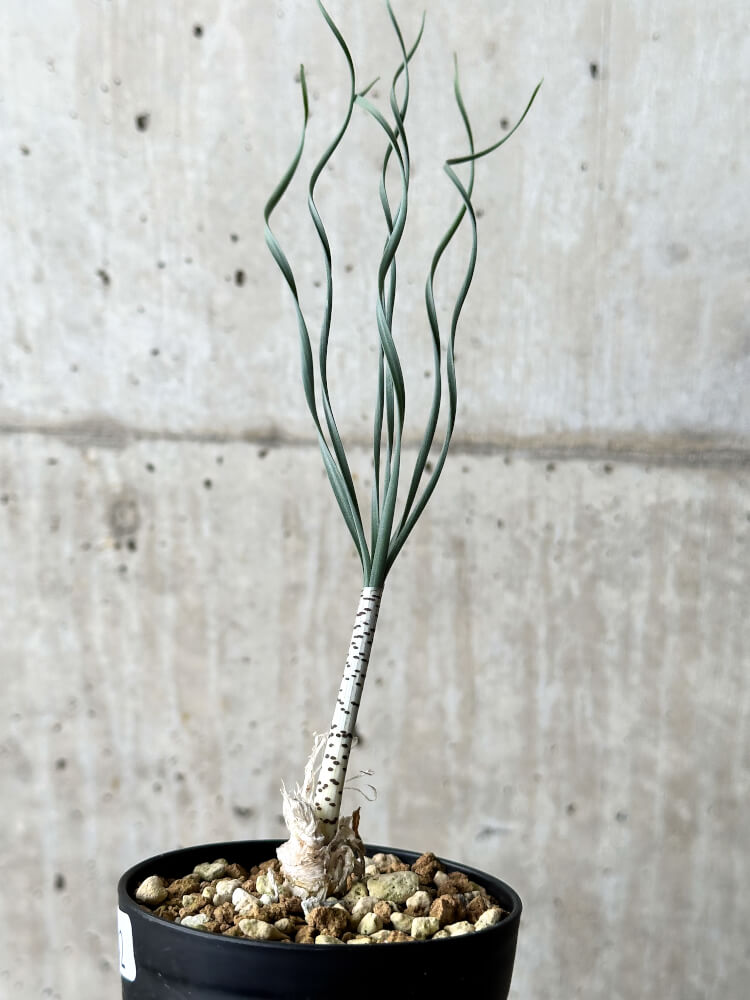 【現品限り】ゲチリス・ブリッテニアナ【P42】 Gethyllis britteniana