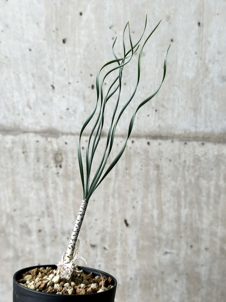 【現品限り】ゲチリス・ブリッテニアナ【P42】 Gethyllis britteniana