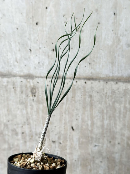 【現品限り】ゲチリス・ブリッテニアナ【P42】 Gethyllis britteniana