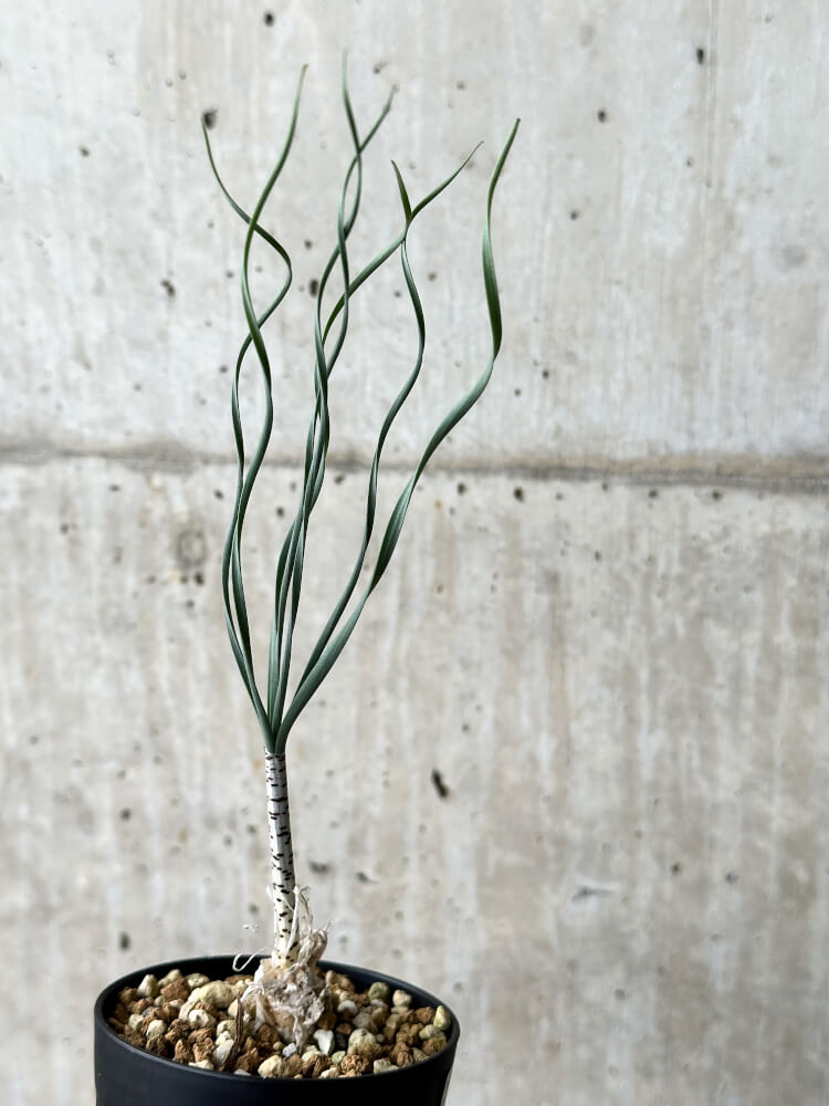 【現品限り】ゲチリス・ブリッテニアナ【P42】 Gethyllis britteniana