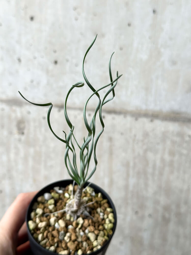 【現品限り】ゲチリス・ブリッテニアナ【P43】 Gethyllis britteniana