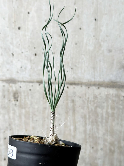 【現品限り】ゲチリス・ブリッテニアナ【P43】 Gethyllis britteniana