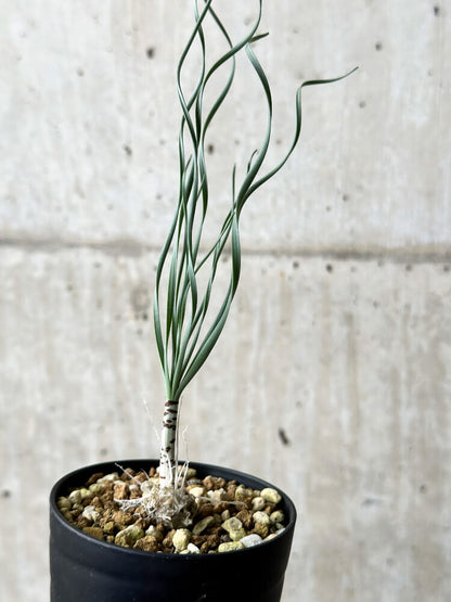 【現品限り】ゲチリス・ブリッテニアナ【P43】 Gethyllis britteniana