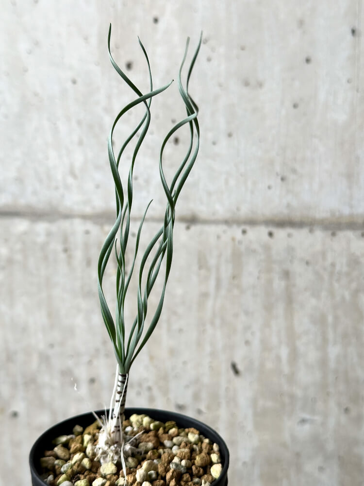 【現品限り】ゲチリス・ブリッテニアナ【P43】 Gethyllis britteniana