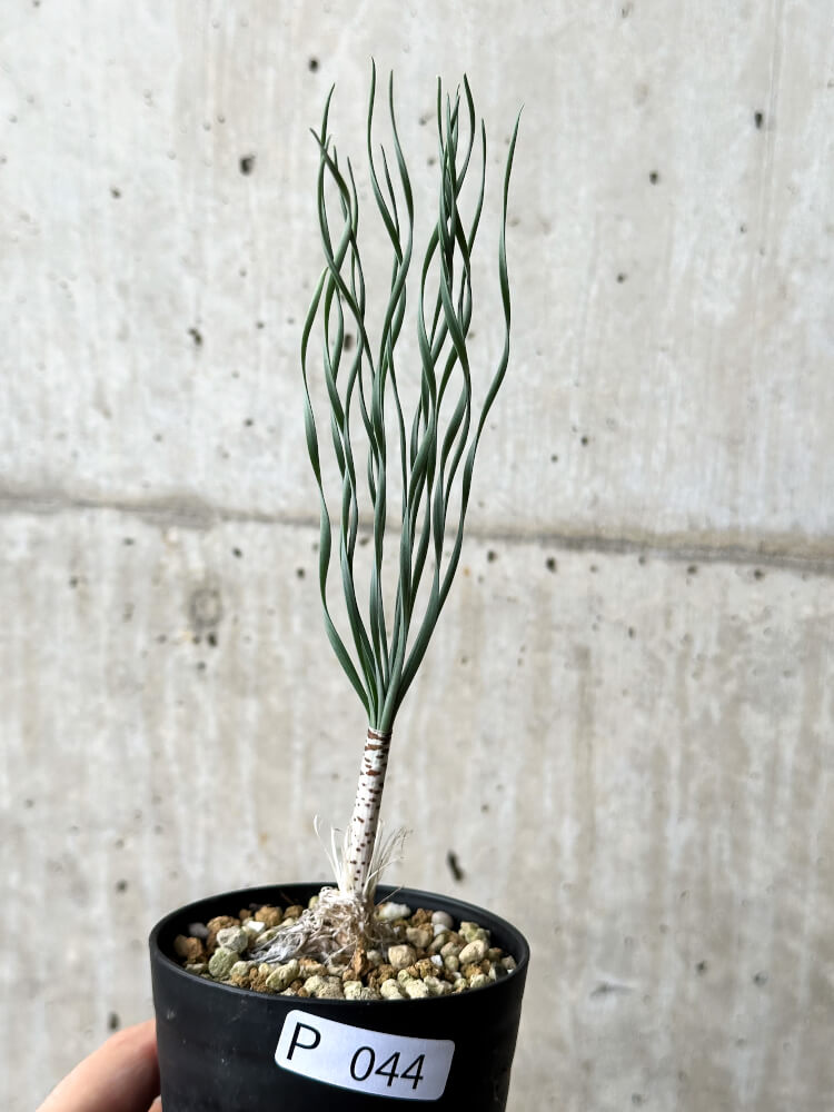 【現品限り】ゲチリス・ブリッテニアナ【P44】 Gethyllis britteniana