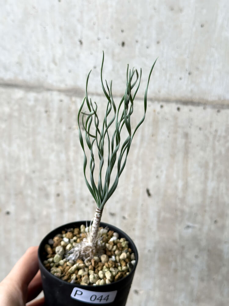 【現品限り】ゲチリス・ブリッテニアナ【P44】 Gethyllis britteniana