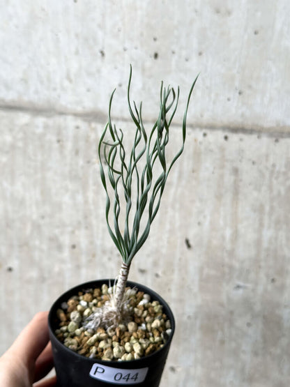 【現品限り】ゲチリス・ブリッテニアナ【P44】 Gethyllis britteniana