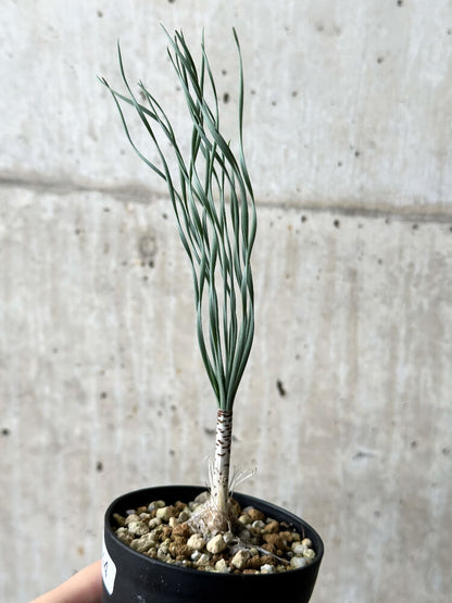 【現品限り】ゲチリス・ブリッテニアナ【P44】 Gethyllis britteniana