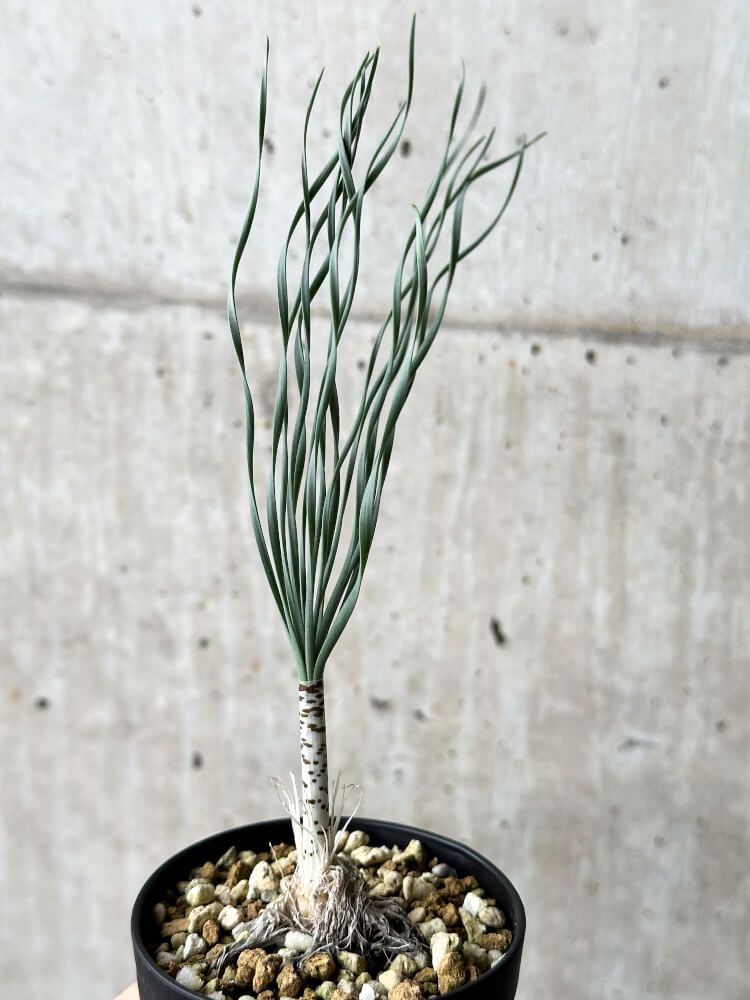 【現品限り】ゲチリス・ブリッテニアナ【P44】 Gethyllis britteniana