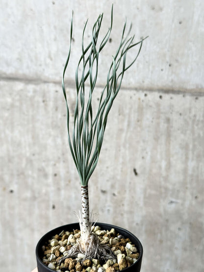 【現品限り】ゲチリス・ブリッテニアナ【P44】 Gethyllis britteniana