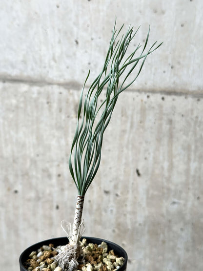 【現品限り】ゲチリス・ブリッテニアナ【P44】 Gethyllis britteniana