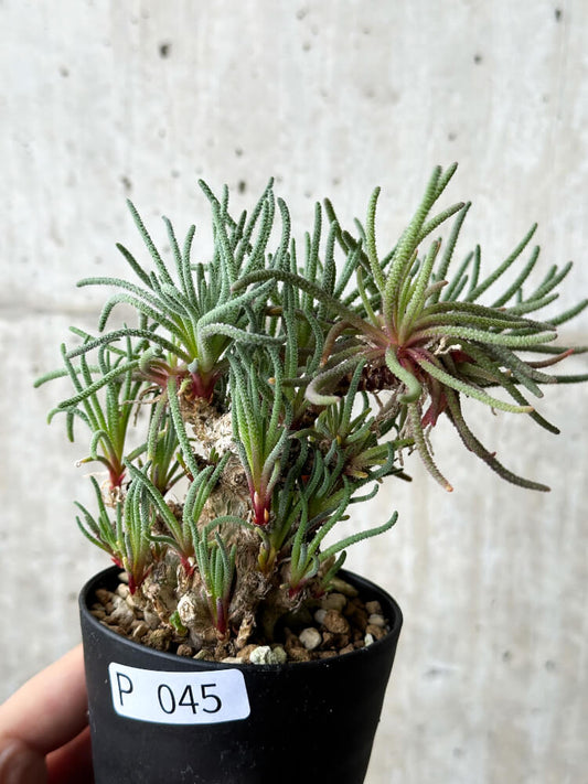 【現品限り】フィロボルス・レスルゲンス【P45】 Phyllobolus resurgens
