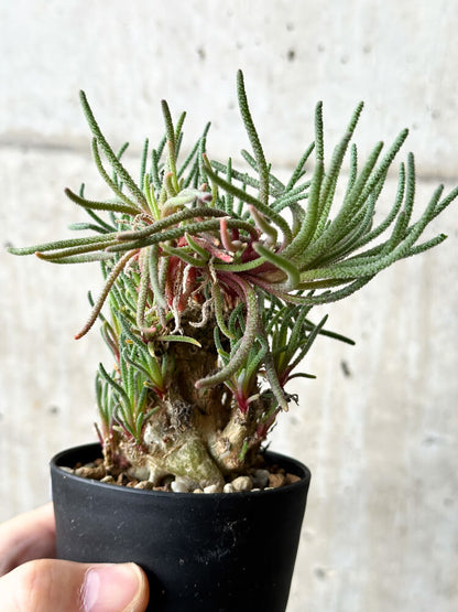 【現品限り】フィロボルス・レスルゲンス【P45】 Phyllobolus resurgens