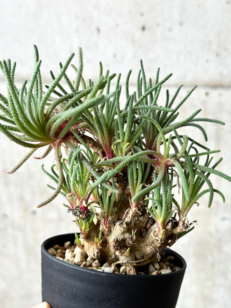 【現品限り】フィロボルス・レスルゲンス【P45】 Phyllobolus resurgens